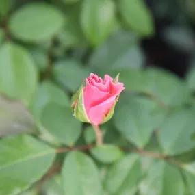 You're Beautiful Floribunda Rose (Rosa You're Beautiful) 4